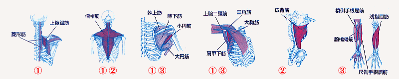 イメージ図　肩・背中・胸・腕の痛み