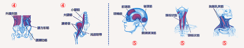 イメージ図　腰・頭・首